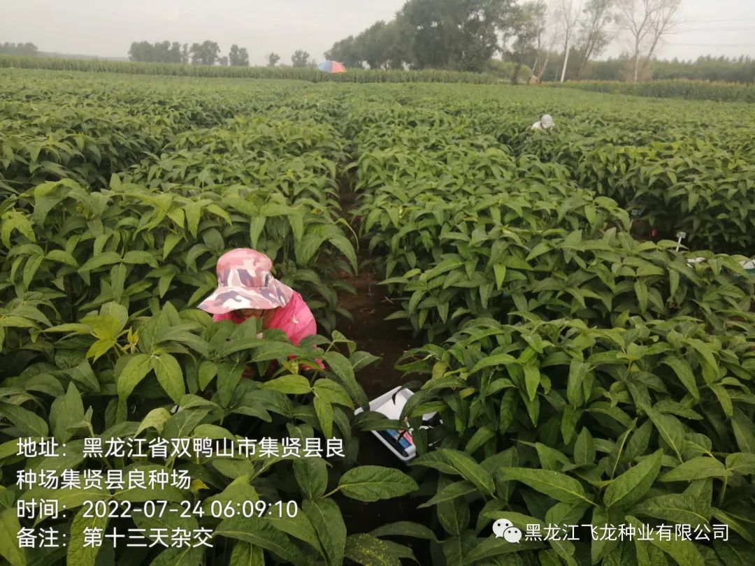 1658970549690875.jpg 8.jpg